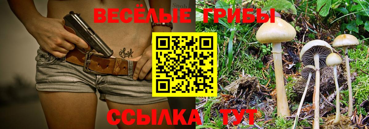 Псилоцибиновые грибы Psilocybe Великий Новгород